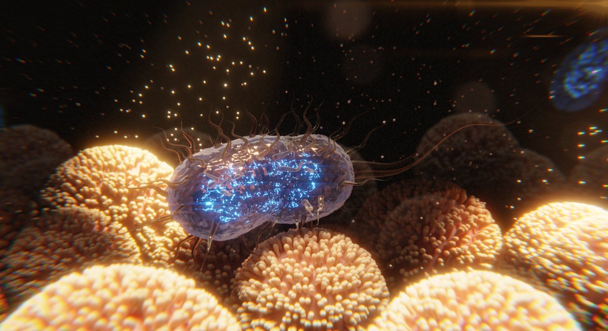 Bacteria swimming over microvilli